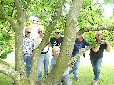 Sechs alte Männer spielen in einem großen Baum. Der Baum hat viele grüne Blätter. Die Männer tragen normale Kleidung und Sonnenbrillen. Einige Männer sitzen zwischen den Ästen. Im Hintergrund ist ein Park zu sehen.